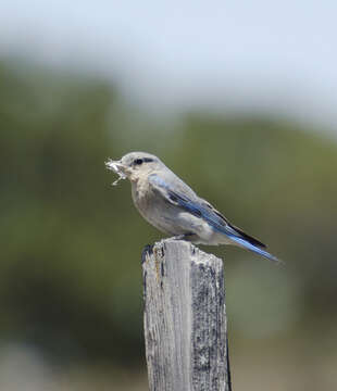 Image of Mountain Bluebird