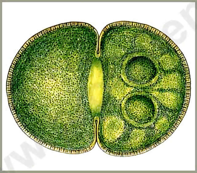 Image of Cosmarium pachydermum