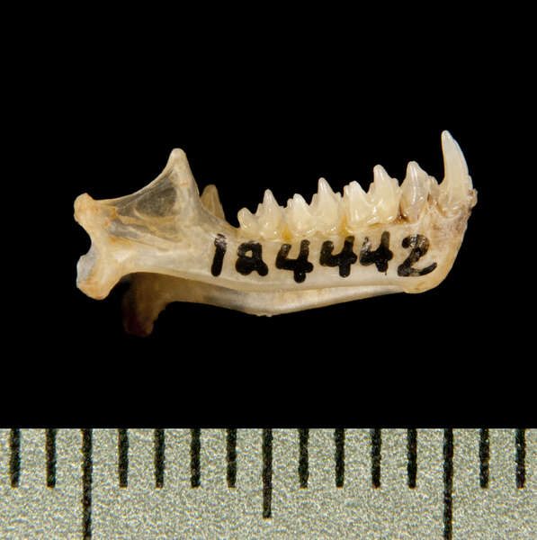 صورة Molossus molossus (Pallas 1766)