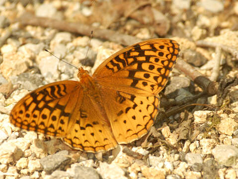 Image of Great Spangled Fritillary