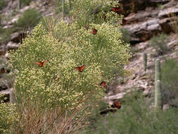 Image de Danaus (Anosia) gilippus Cramer 1775