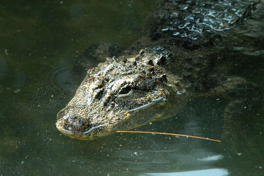 Imagem de Alligator sinensis Fauvel 1879