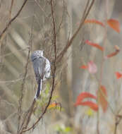 Image of gnatcatchers