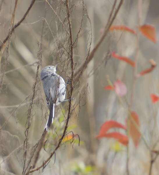 Image of gnatcatchers