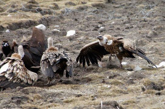 Слика од Gyps himalayensis Hume 1869