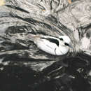 Image of Smew