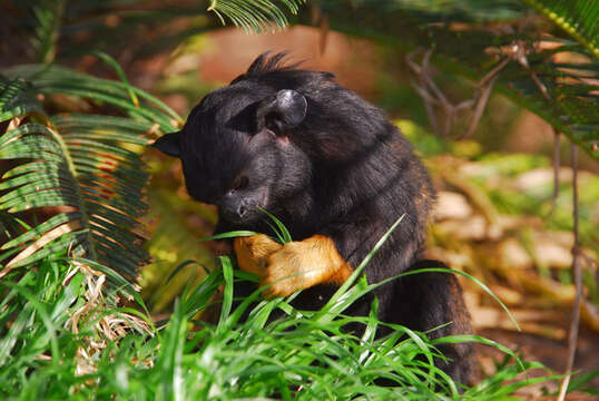 Image of Golden-handed Tamarin