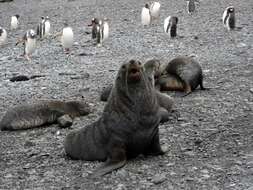 Image of Antarctic Fur Seal