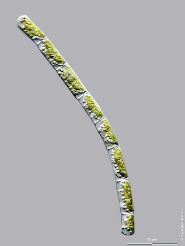 Image of Klebsormidium dissectum