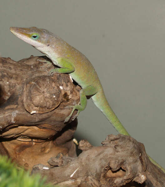 صورة Anolis carolinensis Voigt 1832