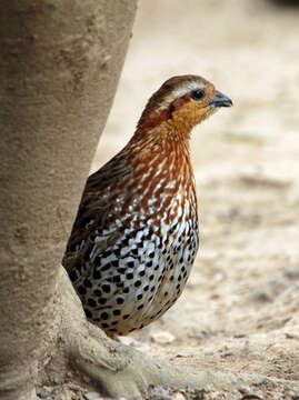 Image of Bamboo-partridges