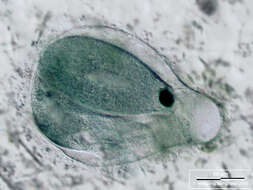 Image of Eufolliculina moebiusi (Möbius 1887) Kahl 1932