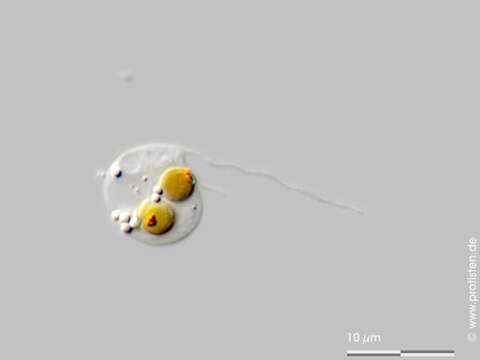 Uroglena Ehrenberg 1834 resmi