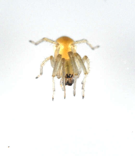 Image of Sac Spiders