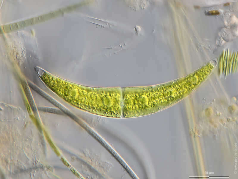 Image of Closterium moniliferum