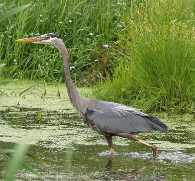 Image of Great Blue Heron