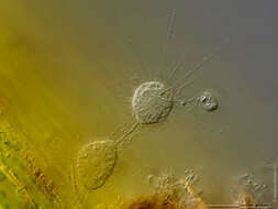 Image of Nuclearia simplex