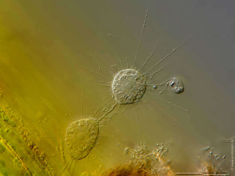 Image of Nuclearia simplex