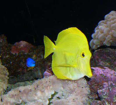 Image of Lemon Sailfin