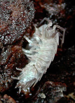 Plancia ëd Isopoda