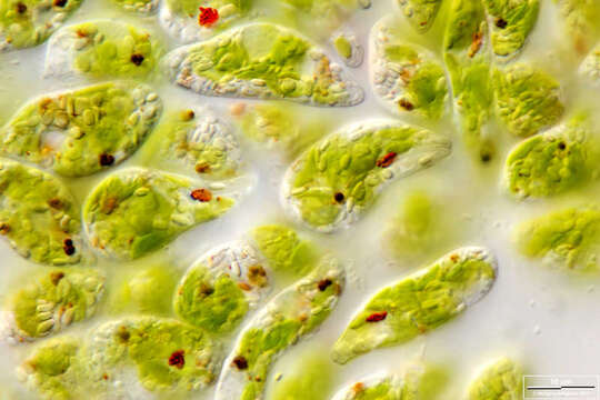 Image of Euglena gracilis