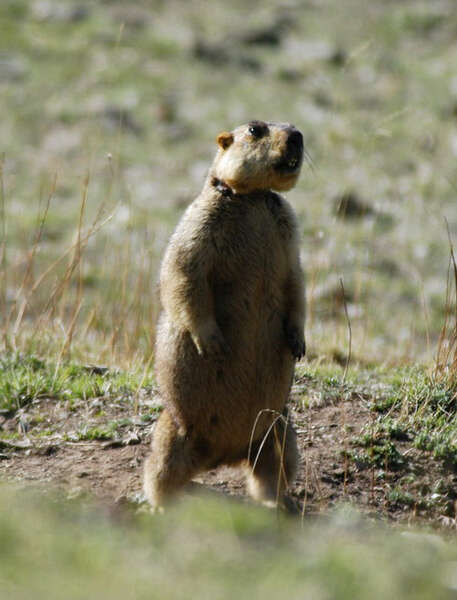 Imagem de Marmota himalayana (Hodgson 1841)