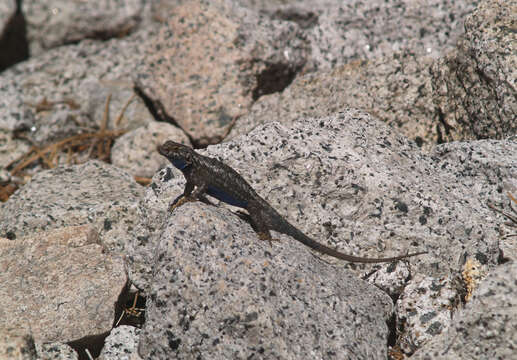 Image of Western Fence Lizard