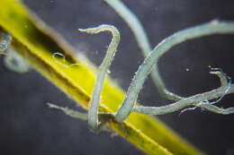 Image of Compsopogon caeruleus