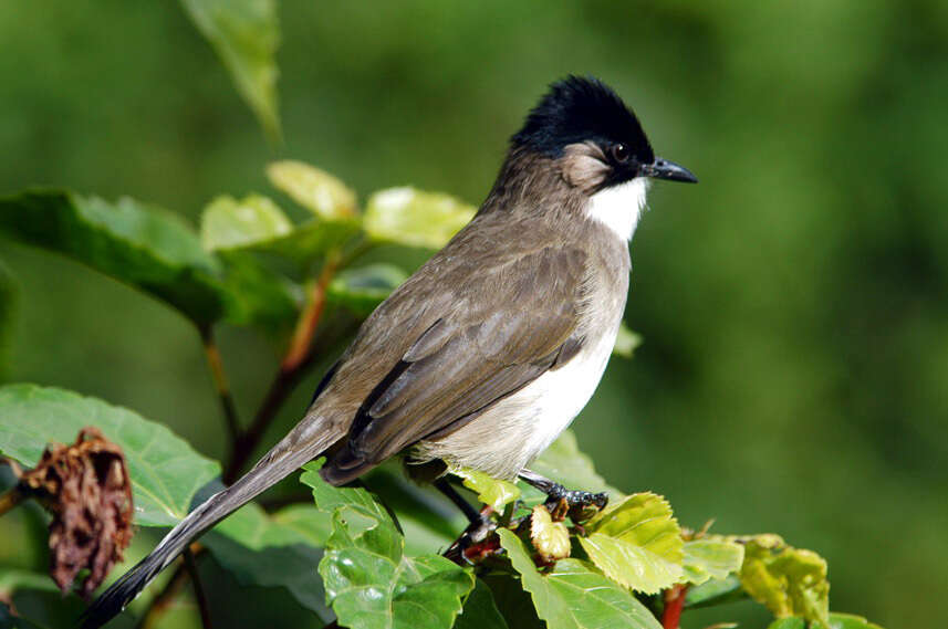 Image de Bulbul à poitrine brune