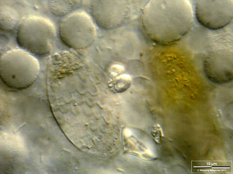 Image of Pelomyxidae