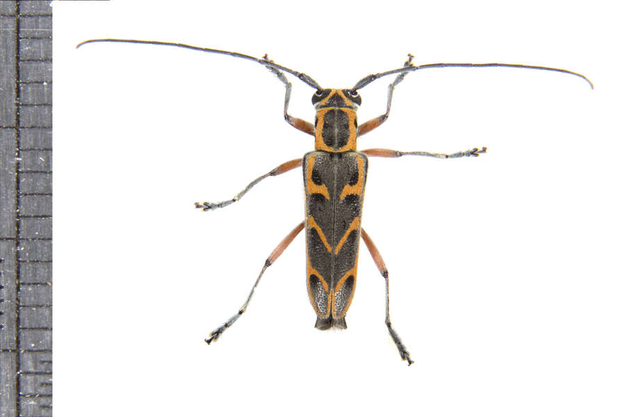 Image of Elm Borer