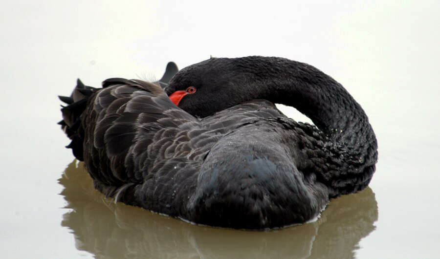 Image of Black Swan