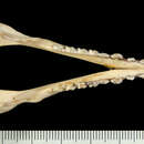 Image of Anderson's Four-eyed Opossum