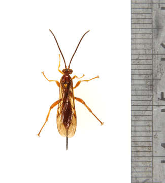 Image of Ichneumonidae