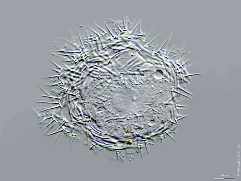 Image of Choanocystis Penard 1904