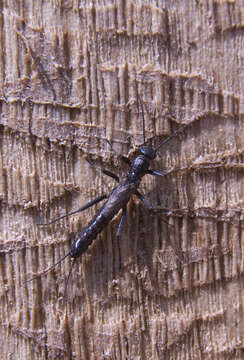 Image of small winter stoneflies