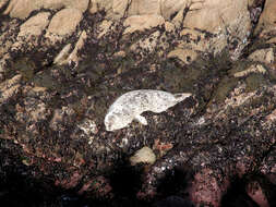 Image of Mediterranean Monk Seal