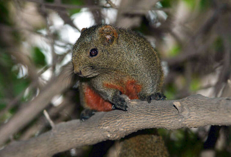 Image of Pallas's Squirrel