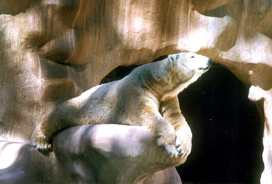 Imagem de urso-polar