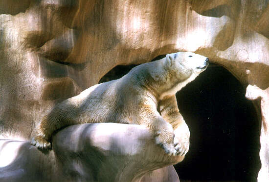 Image of polar bear