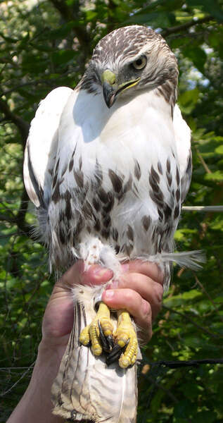 Image of Red-tailed Hawk