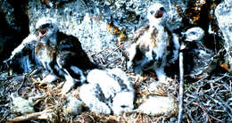 Image of Rough-legged Buzzard