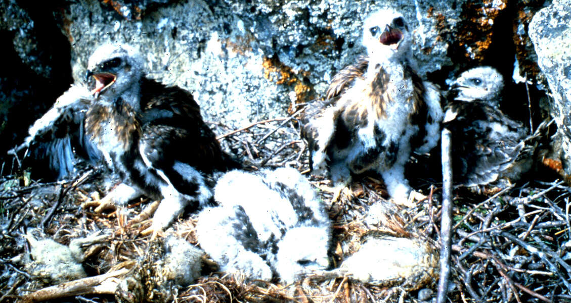 Image of Rough-legged Buzzard