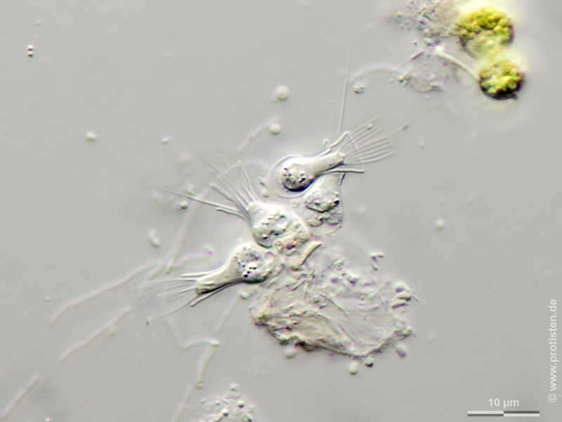Image of Salpingoeca amphoridium