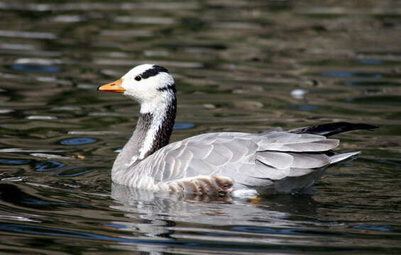 Image of Bar-headed Goose