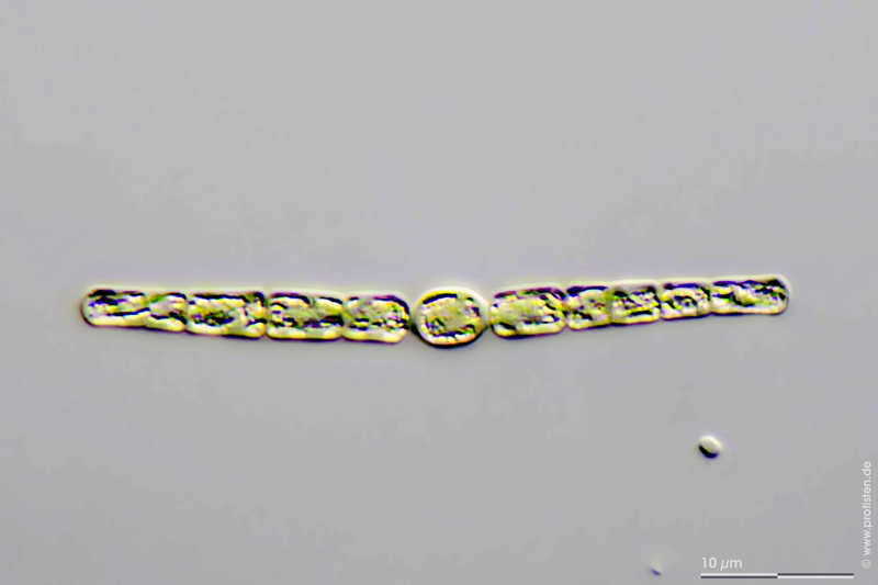 Image of Anabaena Bory de Saint-Vincent ex Bornet & Flahault 1886