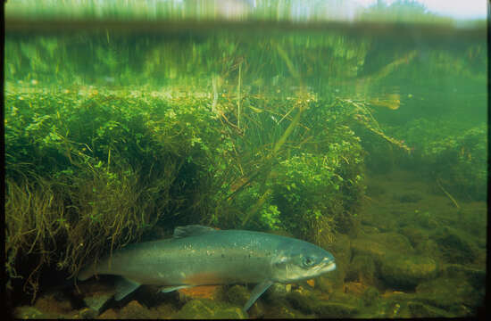 Image of Atlantic Salmon