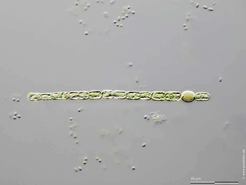 Image of Anabaena Bory de Saint-Vincent ex Bornet & Flahault 1886