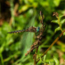 Image of Beaverpond Baskettail