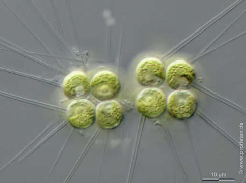 Image de Micractinium pusillum